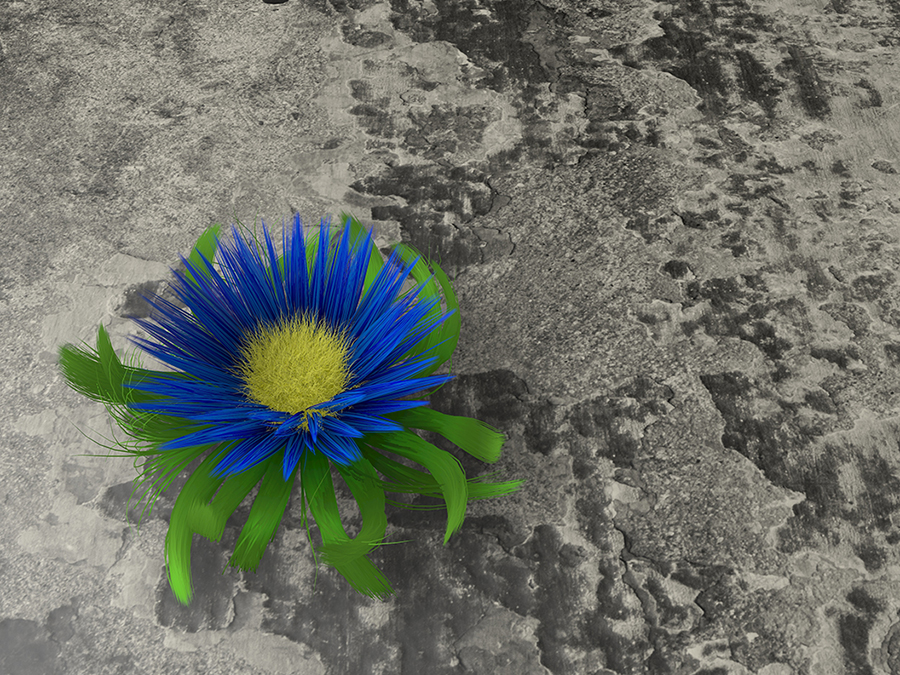 bright blue flower with green leaves growing on a dark gray rock - toughness, strength, resilience, resistance concept