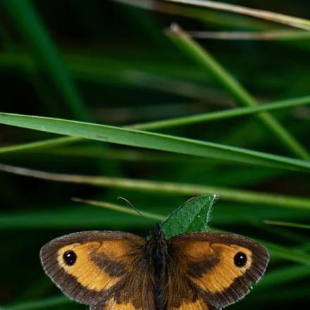 A Butterfly on Green Grass