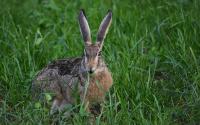 brown hare with big ears on grass